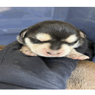 Quest Male A457429