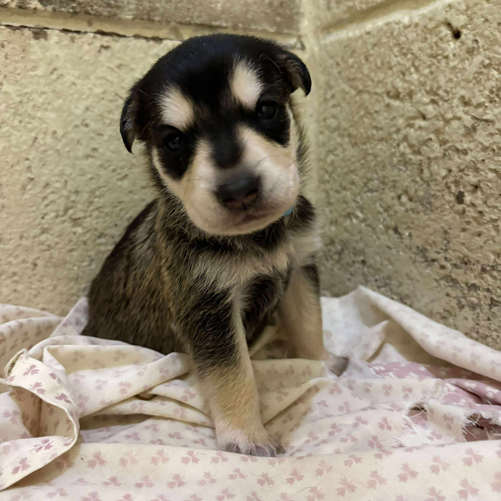 Quest Male A457429