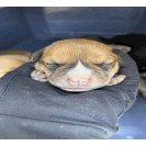 Ronnie Male A457428