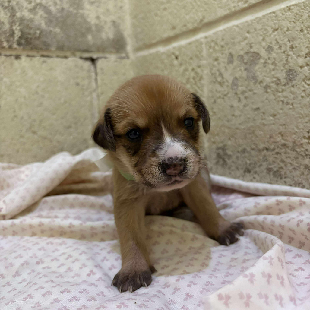 Ronnie Male A457428