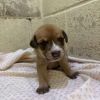 Ronnie Male A457428 photo 3