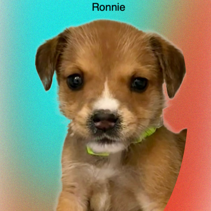 Ronnie Male A457428