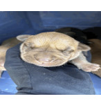 Wrenly Female A457427