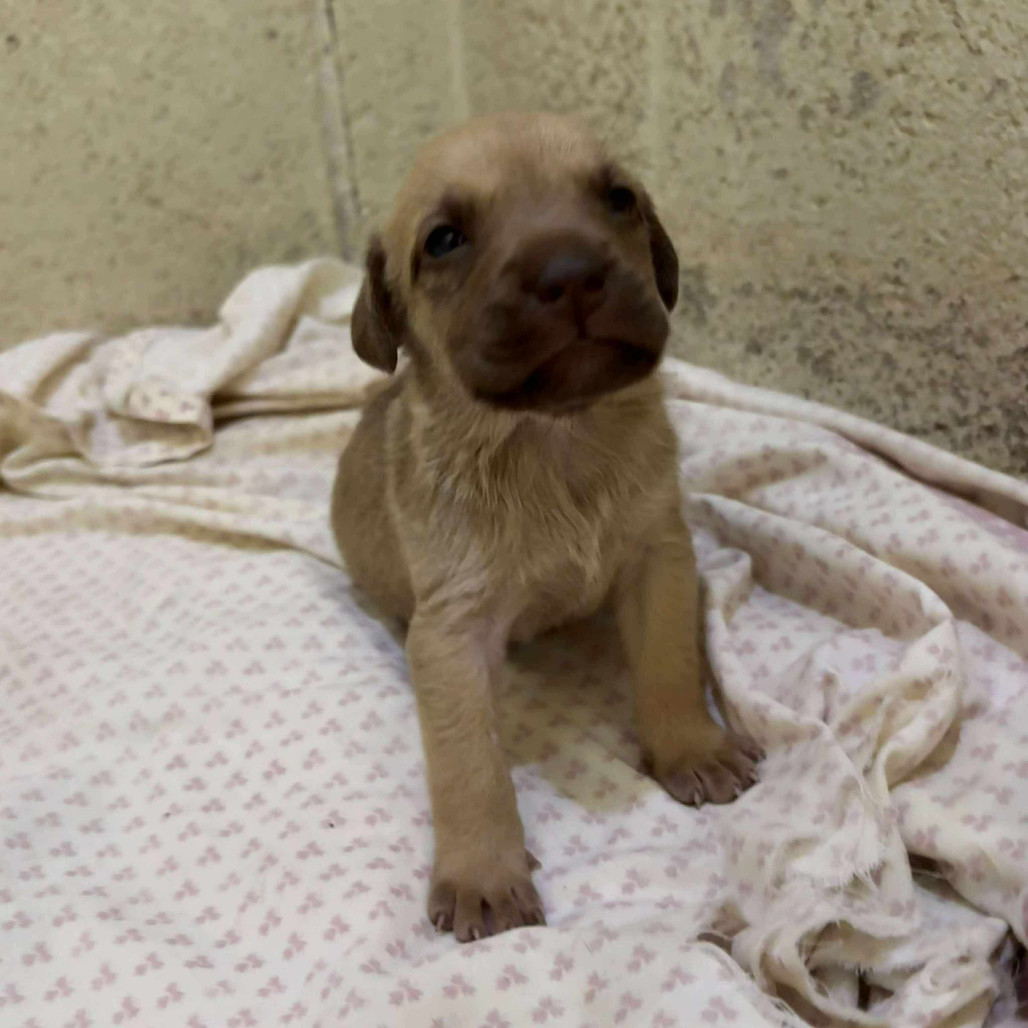 Wrenly Female A457427