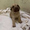 Wrenly Female A457427 photo 3