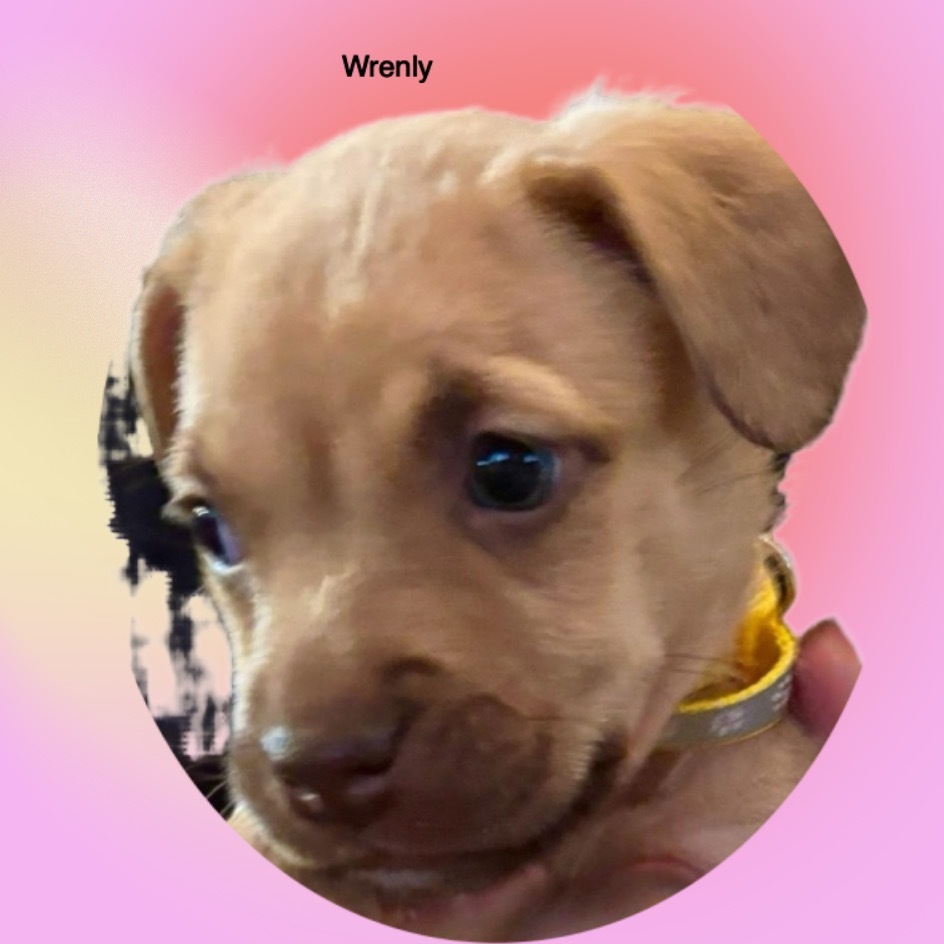 Wrenly Female A457427