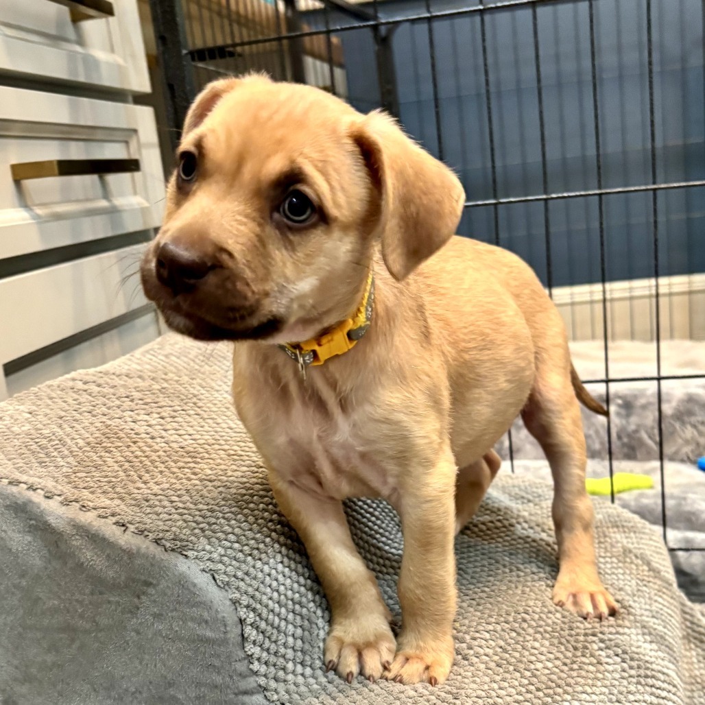 Wrenly Female A457427
