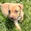 Wrenly Female A457427 photo 6
