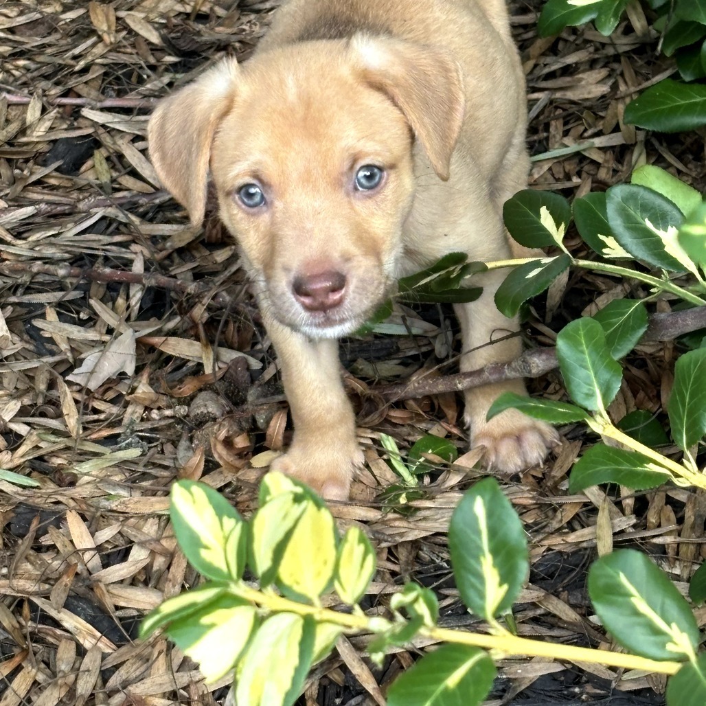 Orion Male A457426
