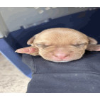 Orion Male A457426