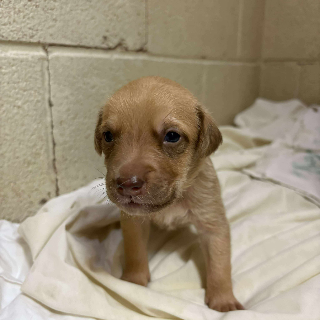 Orion Male A457426