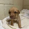Orion Male A457426 photo 3