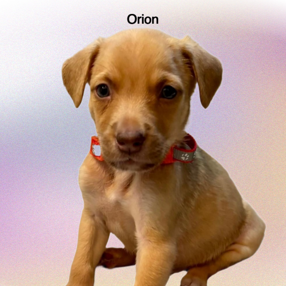 Orion Male A457426