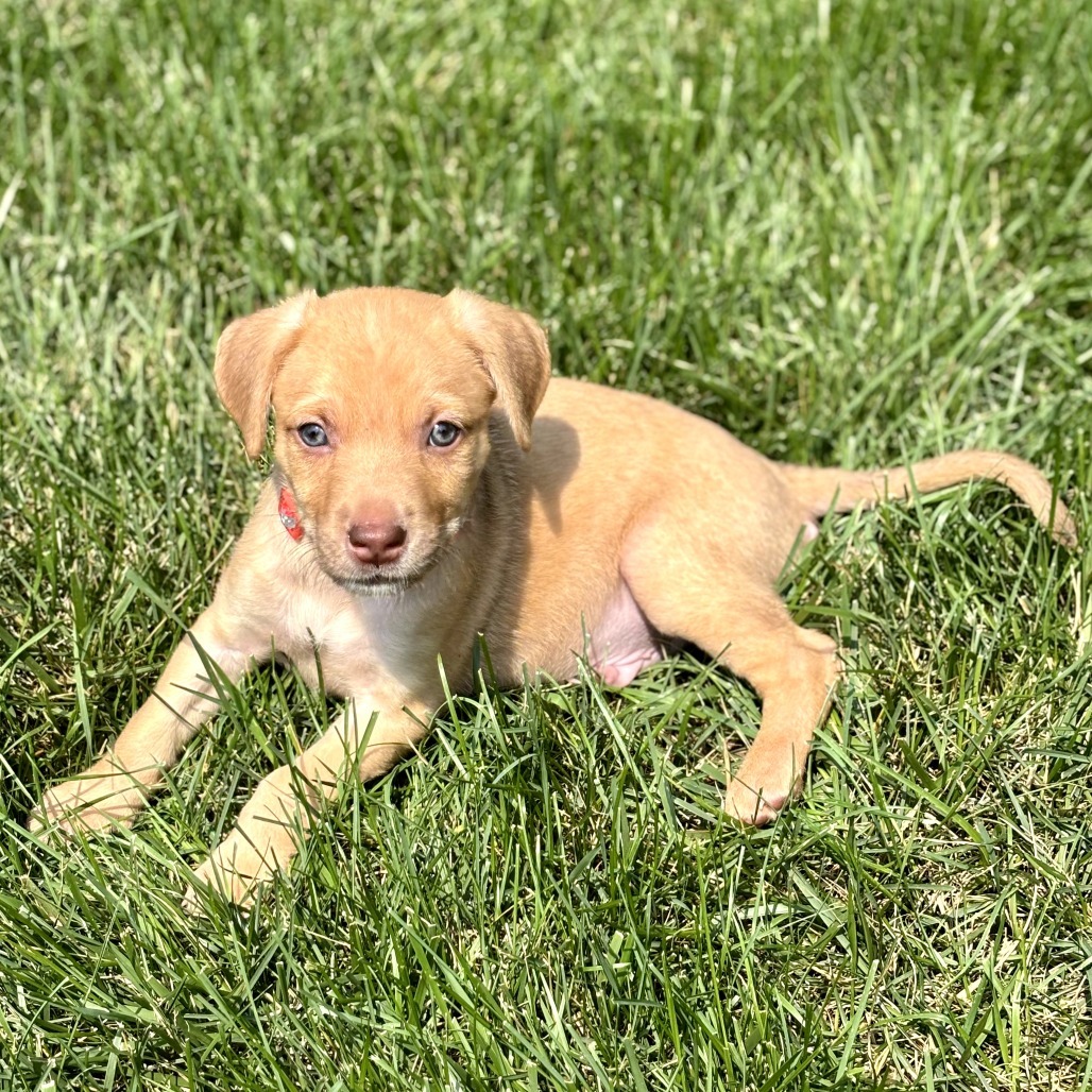 Orion Male A457426