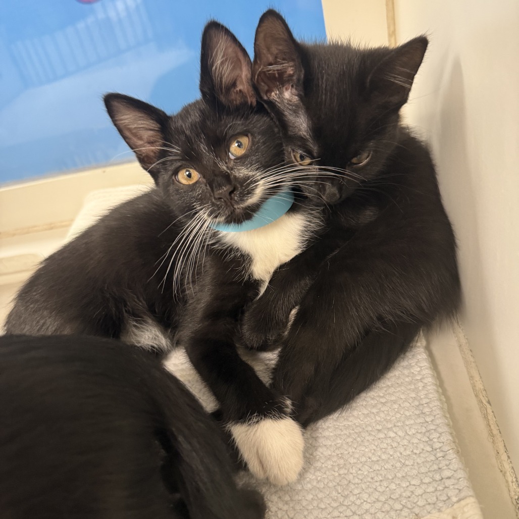 Peter, an adoptable Domestic Short Hair in Cheyenne, WY, 82007 | Photo Image 1