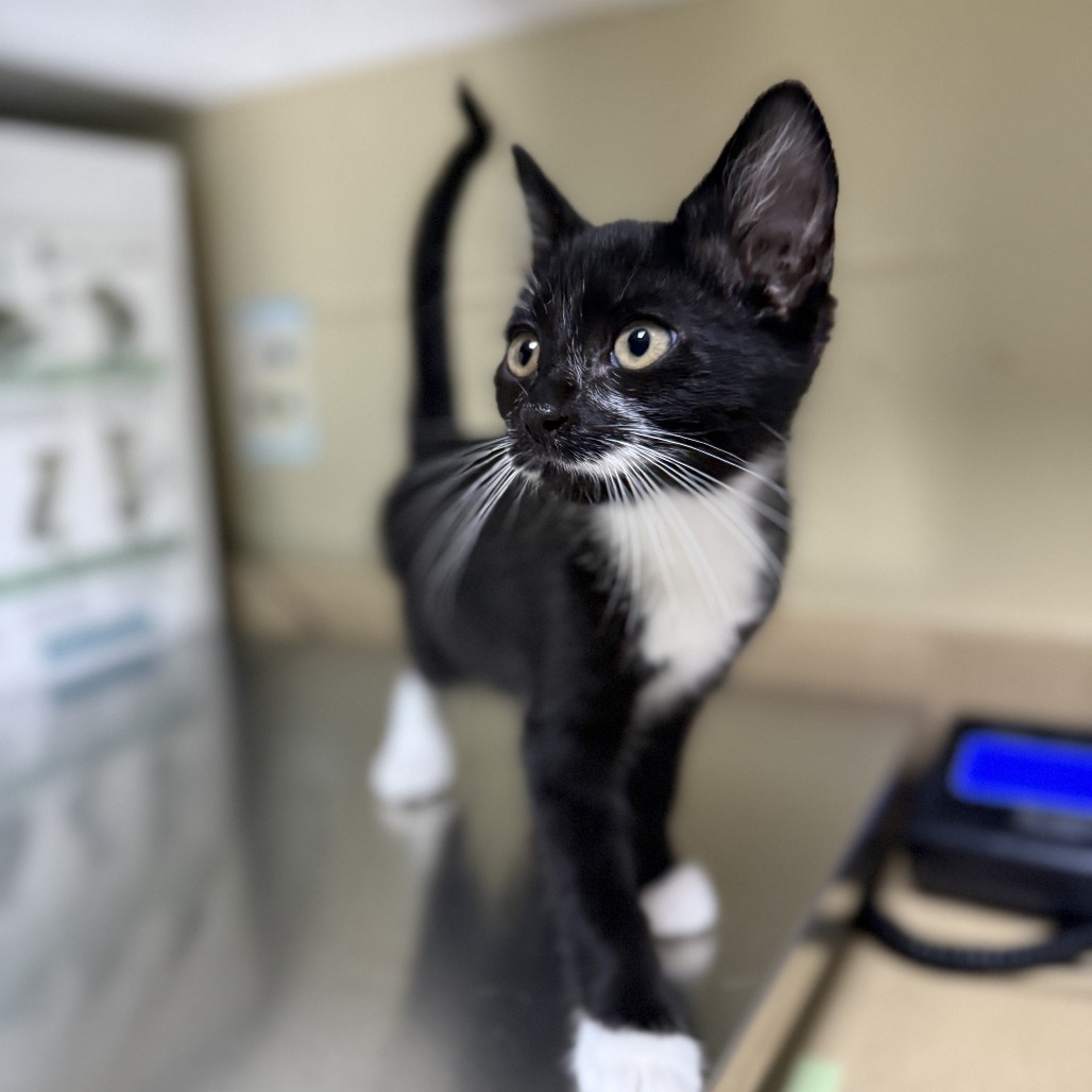 Peter, an adoptable Domestic Short Hair in Cheyenne, WY, 82007 | Photo Image 2