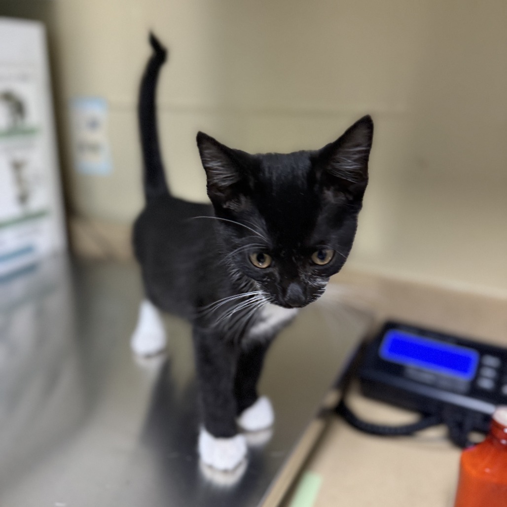 Peter, an adoptable Domestic Short Hair in Cheyenne, WY, 82007 | Photo Image 3