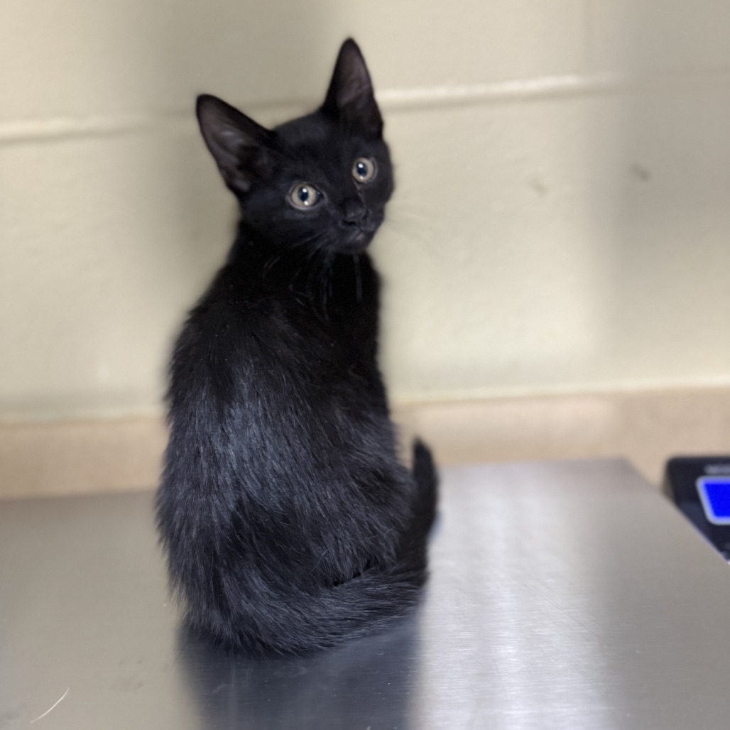 Piper, an adoptable Domestic Short Hair in Cheyenne, WY, 82007 | Photo Image 2