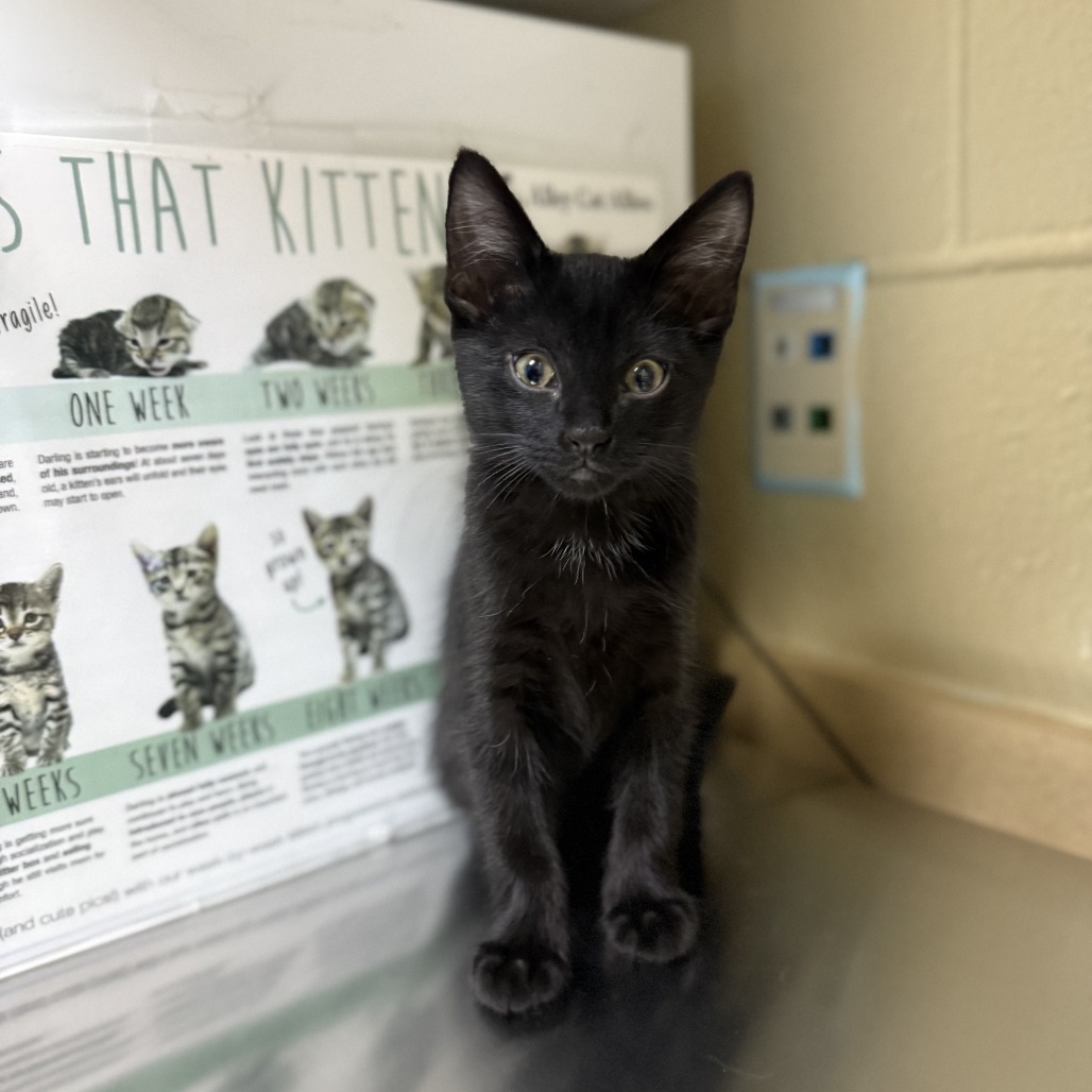 Pepper, an adoptable Domestic Short Hair in Cheyenne, WY, 82007 | Photo Image 2