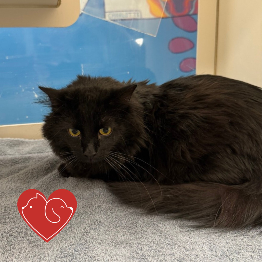 Salem, an adoptable Domestic Long Hair in Cheyenne, WY, 82007 | Photo Image 1