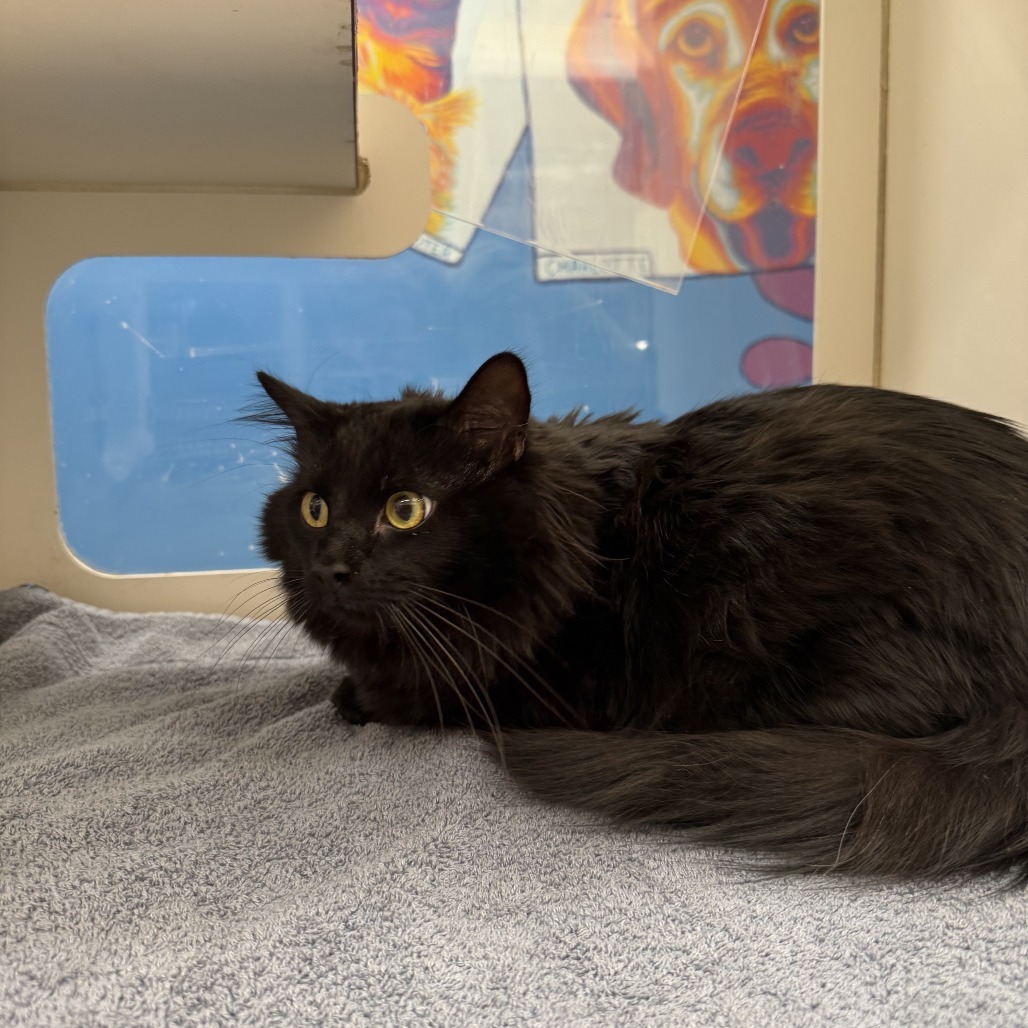 Salem, an adoptable Domestic Long Hair in Cheyenne, WY, 82007 | Photo Image 2