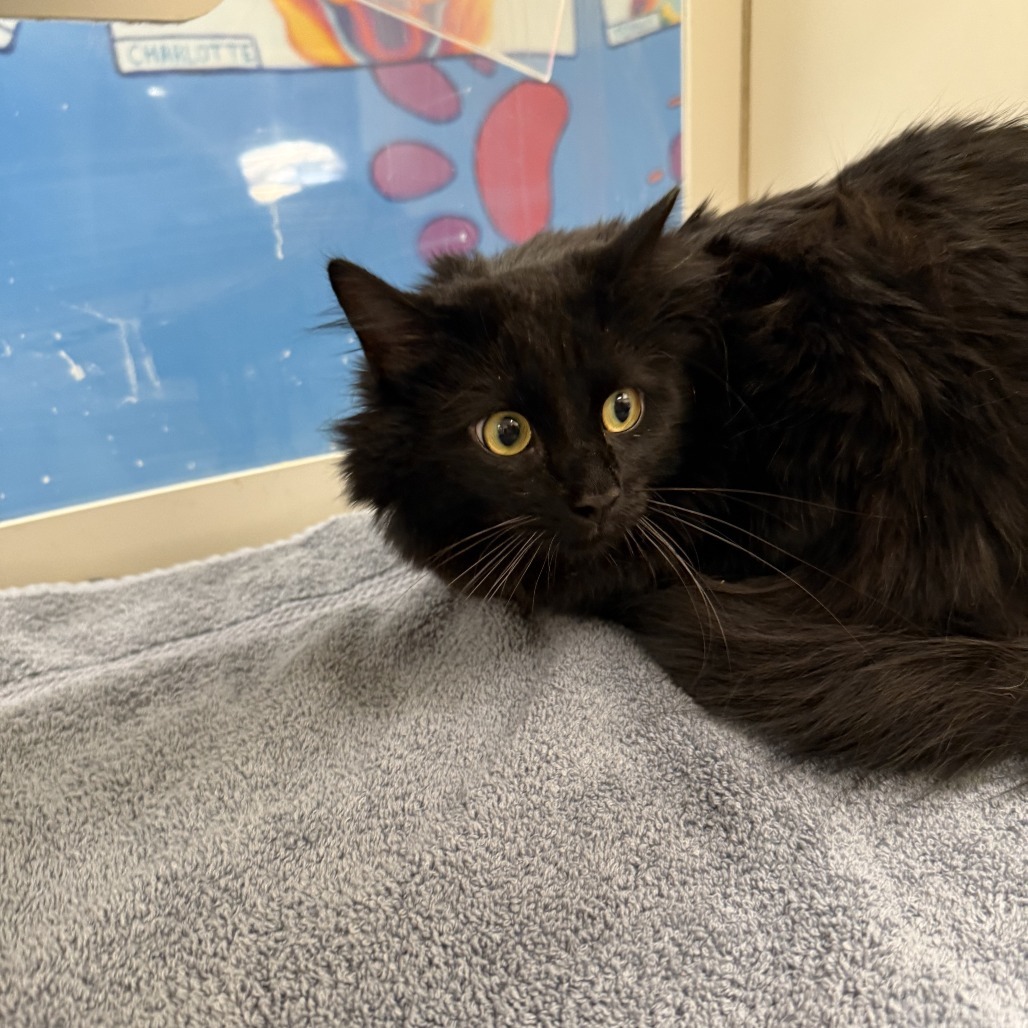 Salem, an adoptable Domestic Long Hair in Cheyenne, WY, 82007 | Photo Image 3