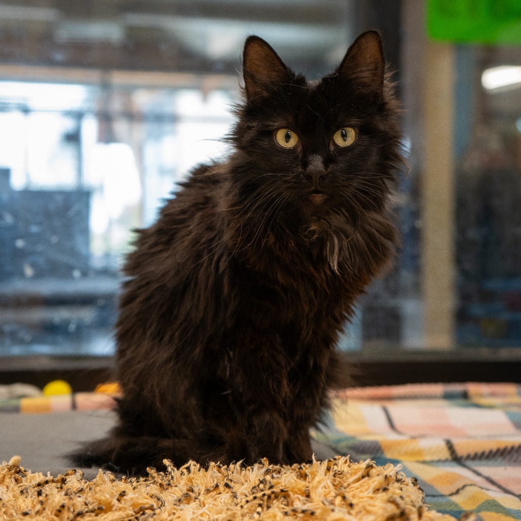 Miso, an adoptable Domestic Medium Hair in Cheyenne, WY, 82007 | Photo Image 1