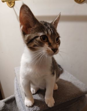 Zeeva, Baby Female unknown
