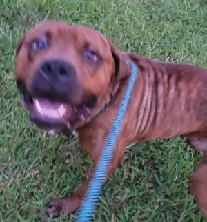 Pen 111 Stanley Pit Bull Terrier Dog