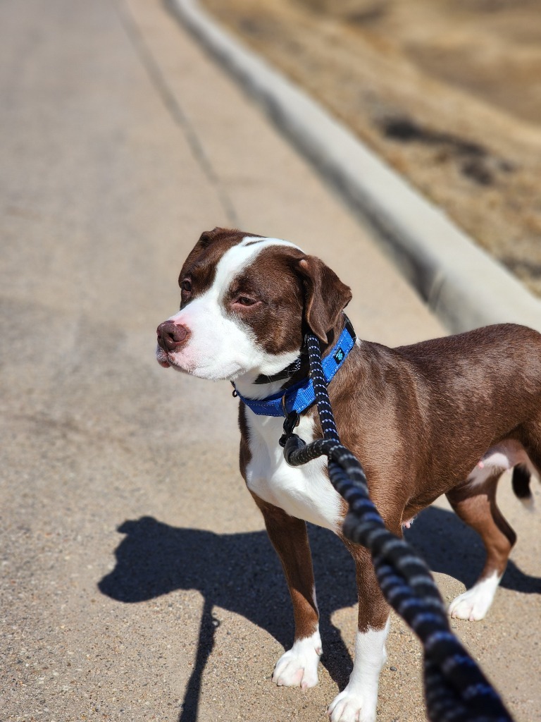 Paris, an adoptable Mixed Breed in Minot, ND, 58702 | Photo Image 1