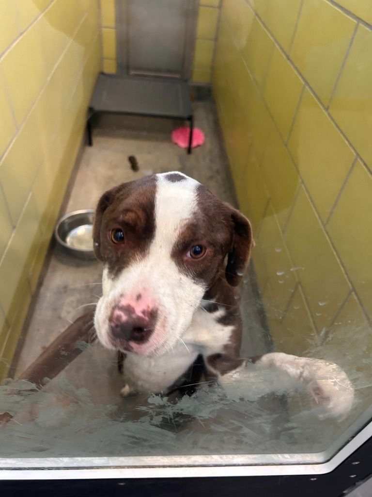 Paris, an adoptable Mixed Breed in Minot, ND, 58702 | Photo Image 2