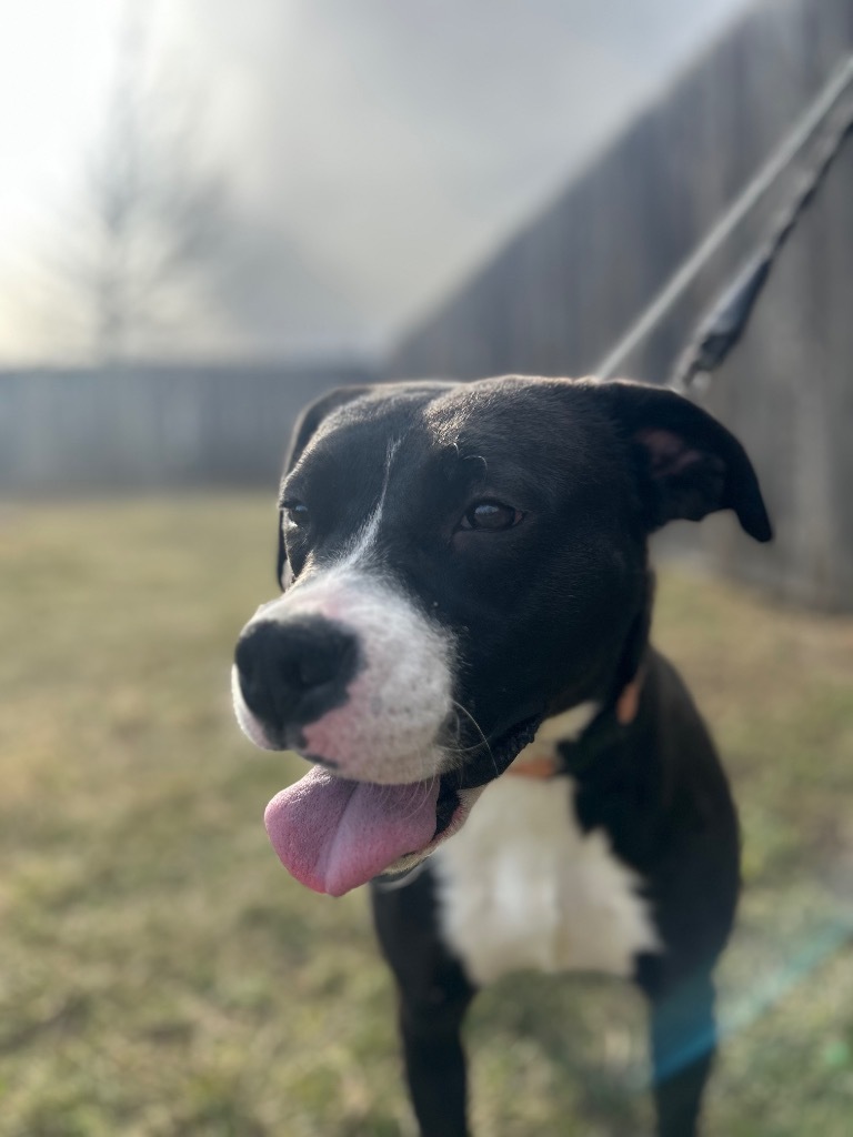 London, an adoptable Mixed Breed in Minot, ND, 58702 | Photo Image 1