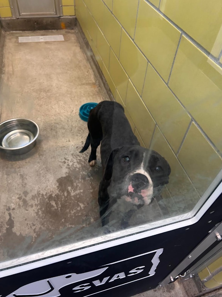 London, an adoptable Mixed Breed in Minot, ND, 58702 | Photo Image 2