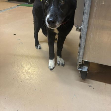 Skunker, Young Female Mixed Breed