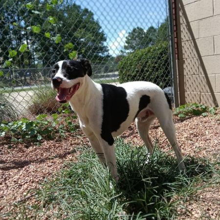 Holstein, Adult Male Mixed Breed