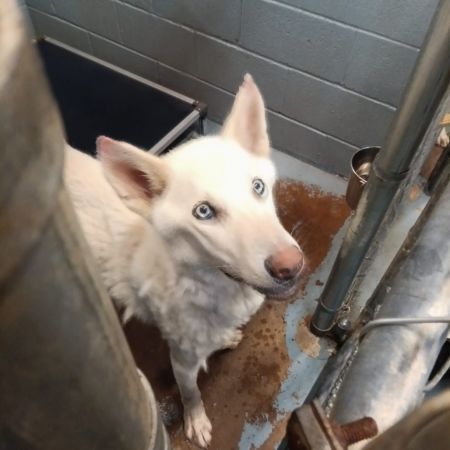 Bolt (Ghost), Adult Male Mixed Breed