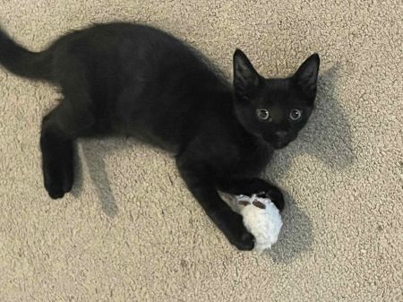 Hershey, Baby Female Domestic Short Hair