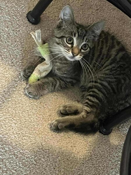 Bernard, Baby Male Domestic Short Hair