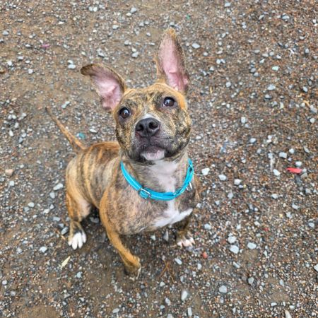 Ivy, Adult Female Mixed Breed