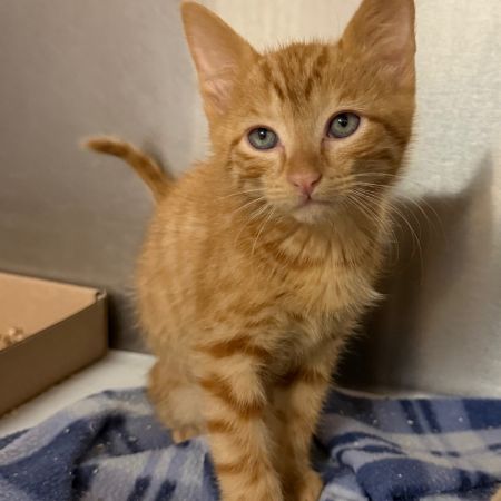 Wells, Baby Male Domestic Short Hair