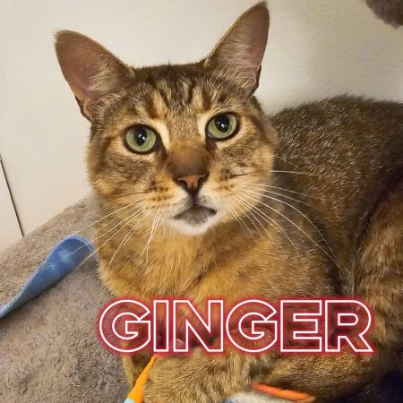 Ginger, Senior Female Domestic Short Hair