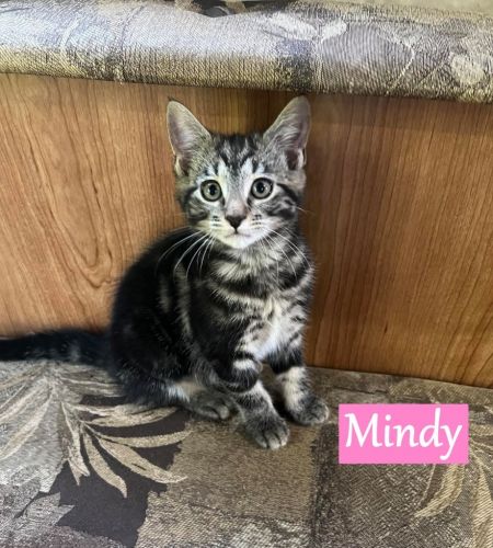 Mindy, Baby Female Domestic Short Hair