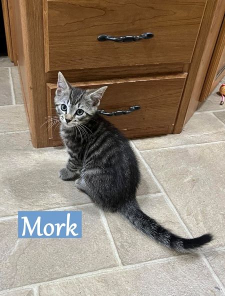 Mork, Baby Male Domestic Short Hair