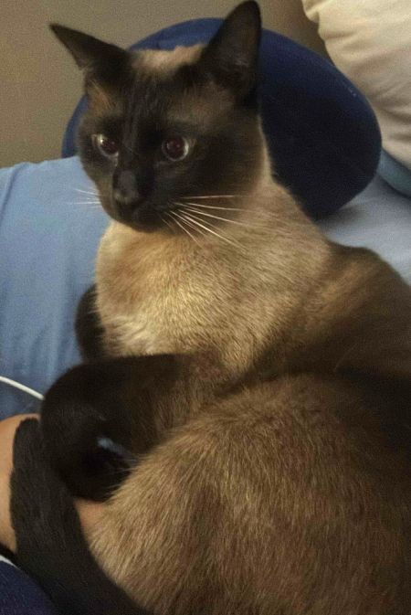 Brianna, Adult Female Domestic Short Hair