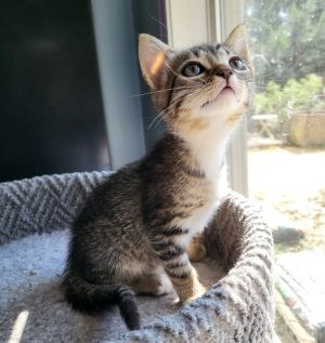 Toga Domestic Short Hair Cat