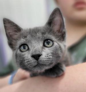 Froppy Russian Blue Cat