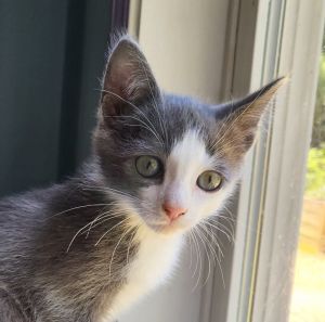 Allmight Russian Blue Cat