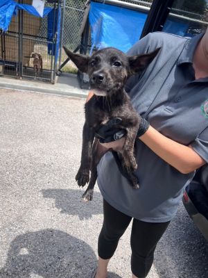 Winnie the Pooch, Baby Female unknown