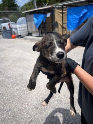 Dumbledog, Baby Male unknown