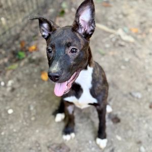Looney Tunes, Adult Female unknown